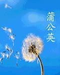 蒲公英