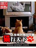 猫行天下